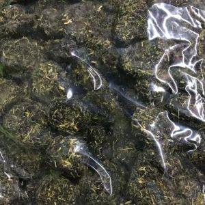 Guangheng Licorice De-pitted Plum